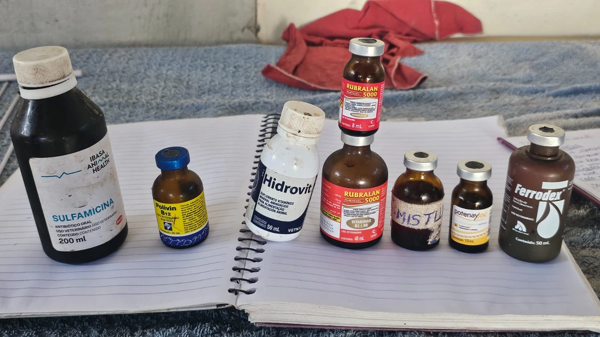 Galos apreendidos em ação na Bahia por Marcela Correia/Ascom PCBA