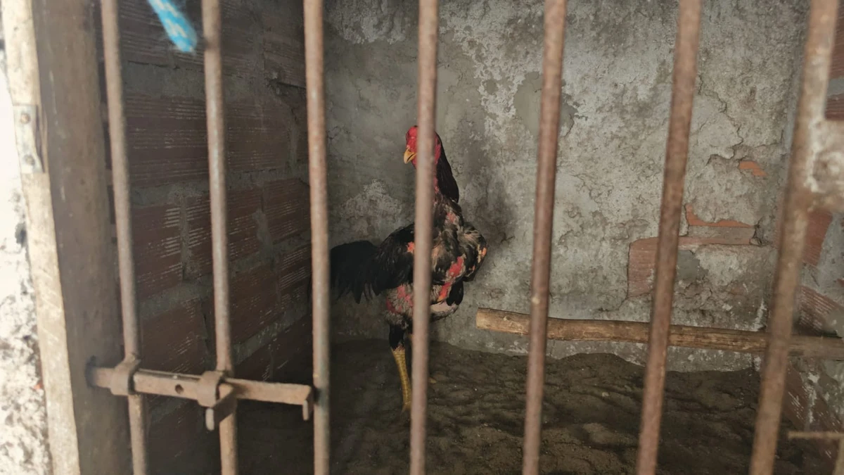 Galos apreendidos em ação na Bahia