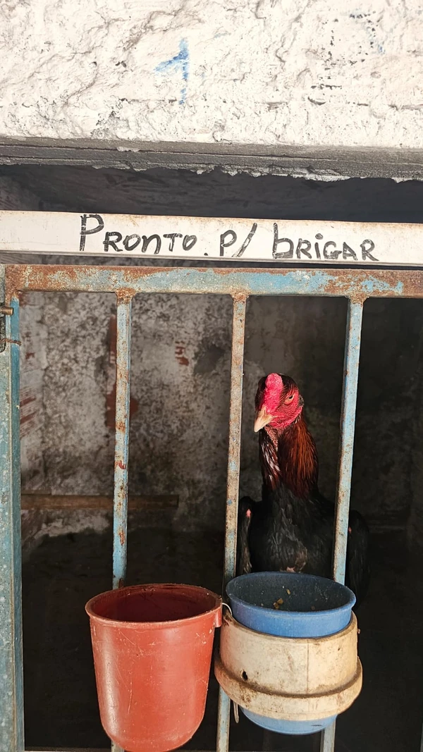 Galos apreendidos em ação na Bahia por Marcela Correia/Ascom PCBA