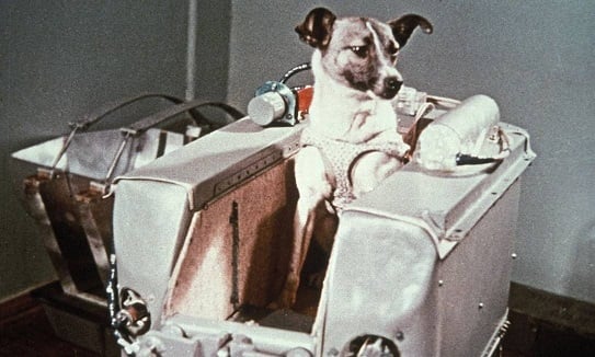 1957 - Laika se torna o primeiro ser vivo a entrar em orbita espacial a bordo do Sputnik 2

 por Divulgação