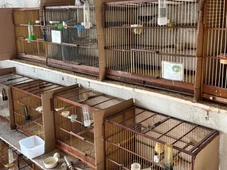Imagem - Mais de 30 aves silvestres são resgatadas do tráfico de animais em Salvador