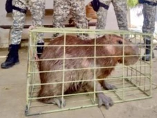 Imagem - Capivara com ferimentos é resgatada na zona rural de cidade baiana