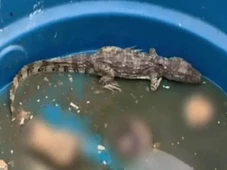 Imagem - CV usa 'jacaré do tráfico' para torturar rivais e sumir com corpos