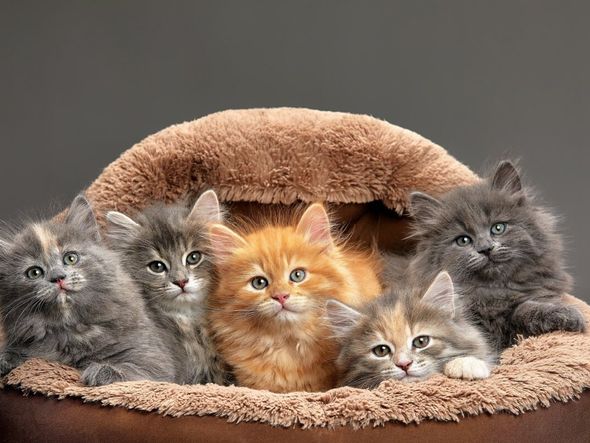 Imagem - 7 curiosidades sobre as cores dos gatos