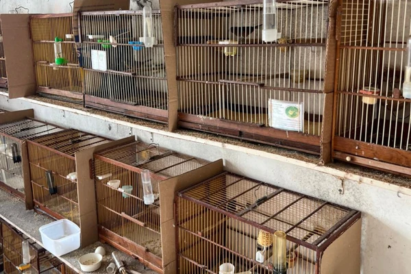 Aves foram apreendidas durante operação
