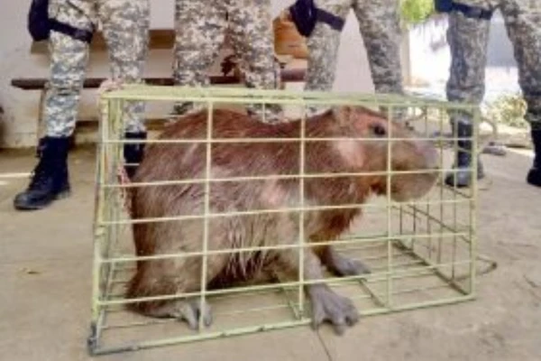 Capivara foi resgatada pelo Grupo de Apoio ao Meio Ambiente (Gama), que integra a Guarda Municipal (GM) de Vitória da Conquista