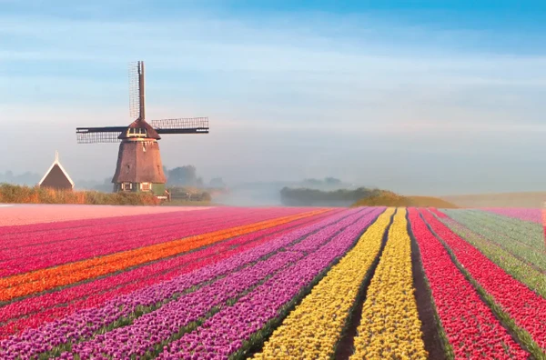 Holanda por Reprodução