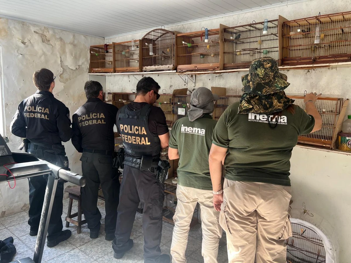 PF fecha o cerco contra o tráfico de animais silvestres em Salvador por Divulgação/PF