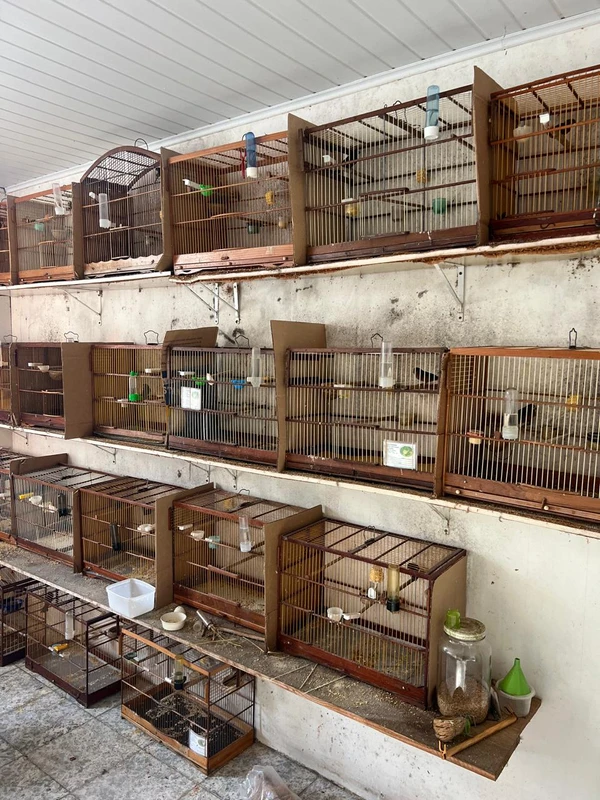 PF fecha o cerco contra o tráfico de animais silvestres em Salvador por Divulgação/PF