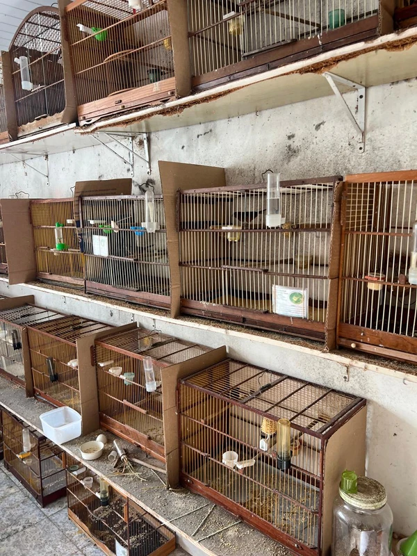 PF fecha o cerco contra o tráfico de animais silvestres em Salvador por Divulgação/PF