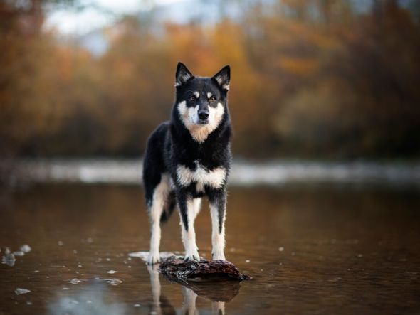 Imagem - 4 características do cachorro da raça pastor finlandês da lapônia 
