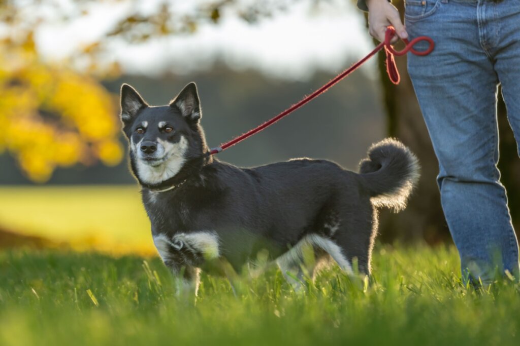 O pastor finlandês da lapônia precisa de uma alimentação equilibrada e nutritiva (Imagem: thka | Shutterstock)