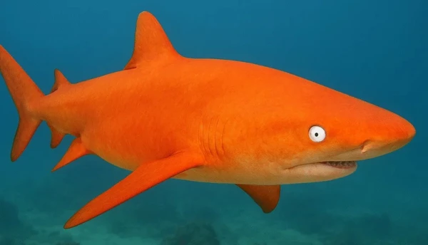 Tubarão laranja encontrado no Caribe
