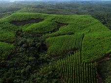 Imagem - Bracell vence prêmio com iniciativa pioneira de conservação ambiental