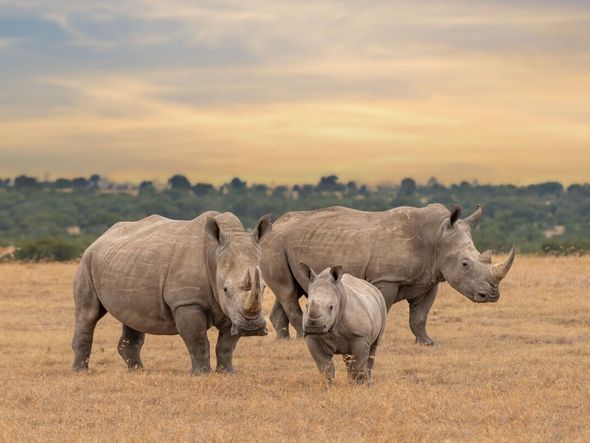 Imagem - 7 curiosidades interessantes sobre os rinocerontes 