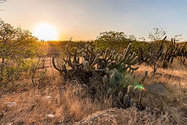 Caatinga é destaque nacional no sequestro de carbono, revela estudo da Unesp por Divulgação