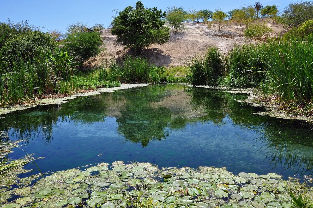 Caatinga é destaque nacional no sequestro de carbono, revela estudo da Unesp