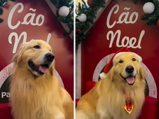 Imagem - Tutores realizam encontro de Golden Retrievers no Parque Shopping nesta sexta (7)