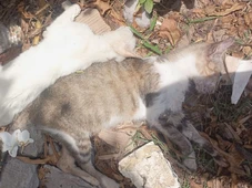 Imagem - Moradores denunciam mortes de animais por envenenamento em Jacuípe: ‘Quero sair daqui’