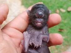 Imagem - Ciclopia: filhote de gato surpreende ao nascer com apenas um olho