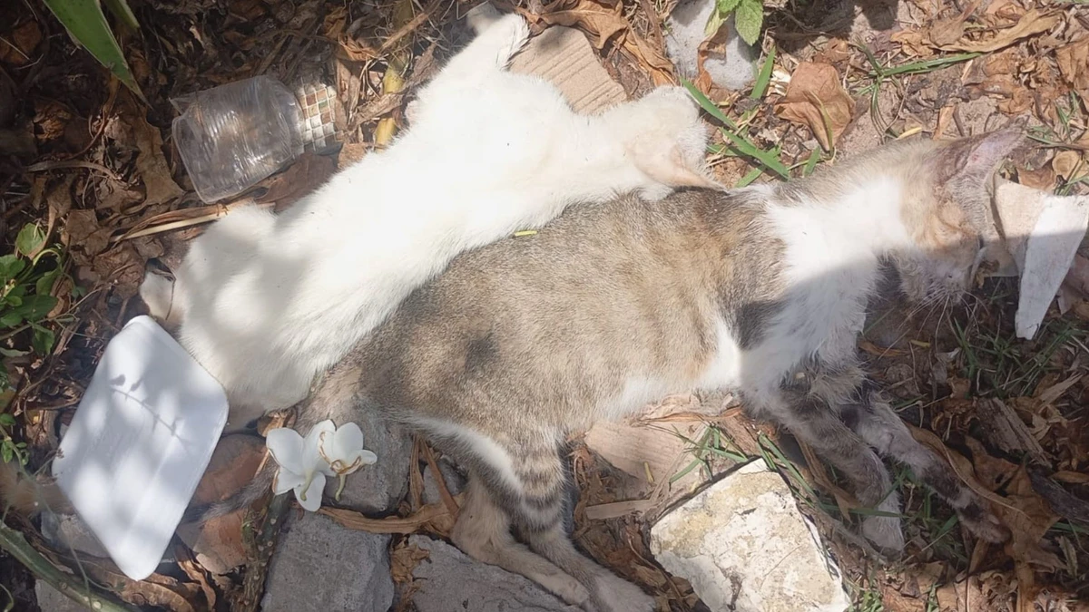 Animais foram encontrados mortos pela tutora em Jacuípe