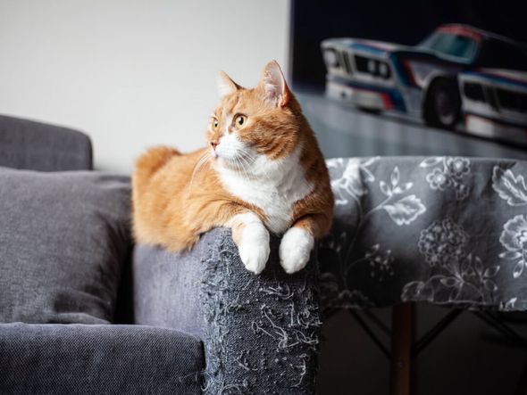 Imagem - Seu gato arranha os móveis? Veja 7 explicações para esse comportamento 