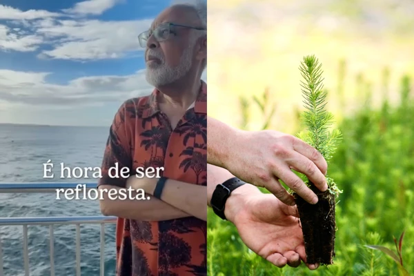 Tiktok irá promover o plantio de até 1 milhão de árvores