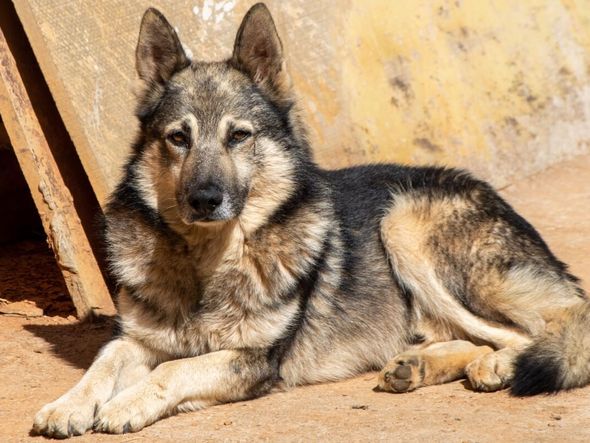 Imagem - Pastor da Mantiqueira: conheça raça de cachorro que se destaca pela inteligência