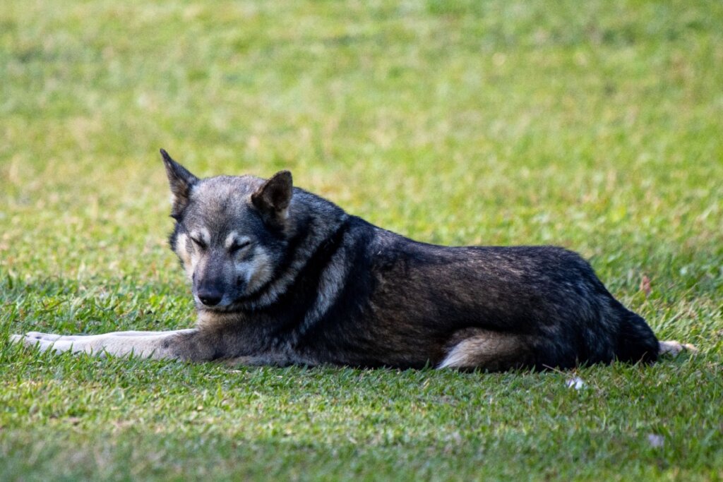 O pastor da mantiqueira de pelo longo precisa de escovação frequente, enquanto o de pelagem curta é mais fácil de manter (Imagem: fvolu | Shutterstock)