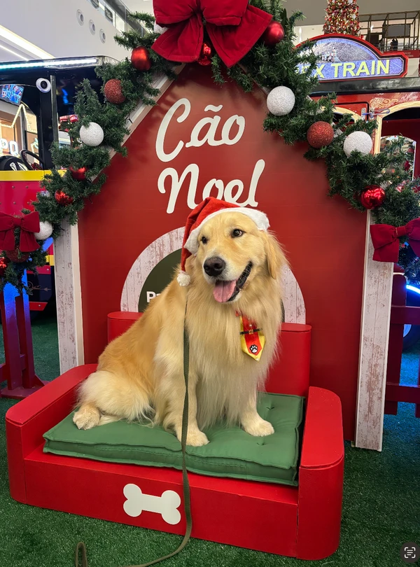 Hugo e Mike, dois cães terapeutas da raça golden retriever, são os “Cães Noel” do Parque Shopping da Bahia por Divulgação