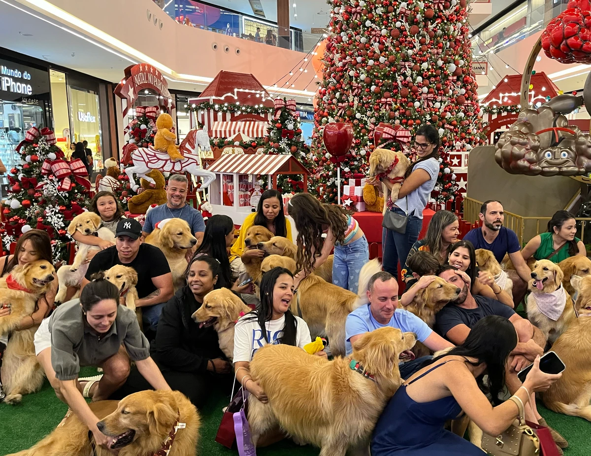 Hugo e Mike, dois cães terapeutas da raça golden retriever, são os “Cães Noel” do Parque Shopping da Bahia por Divulgação