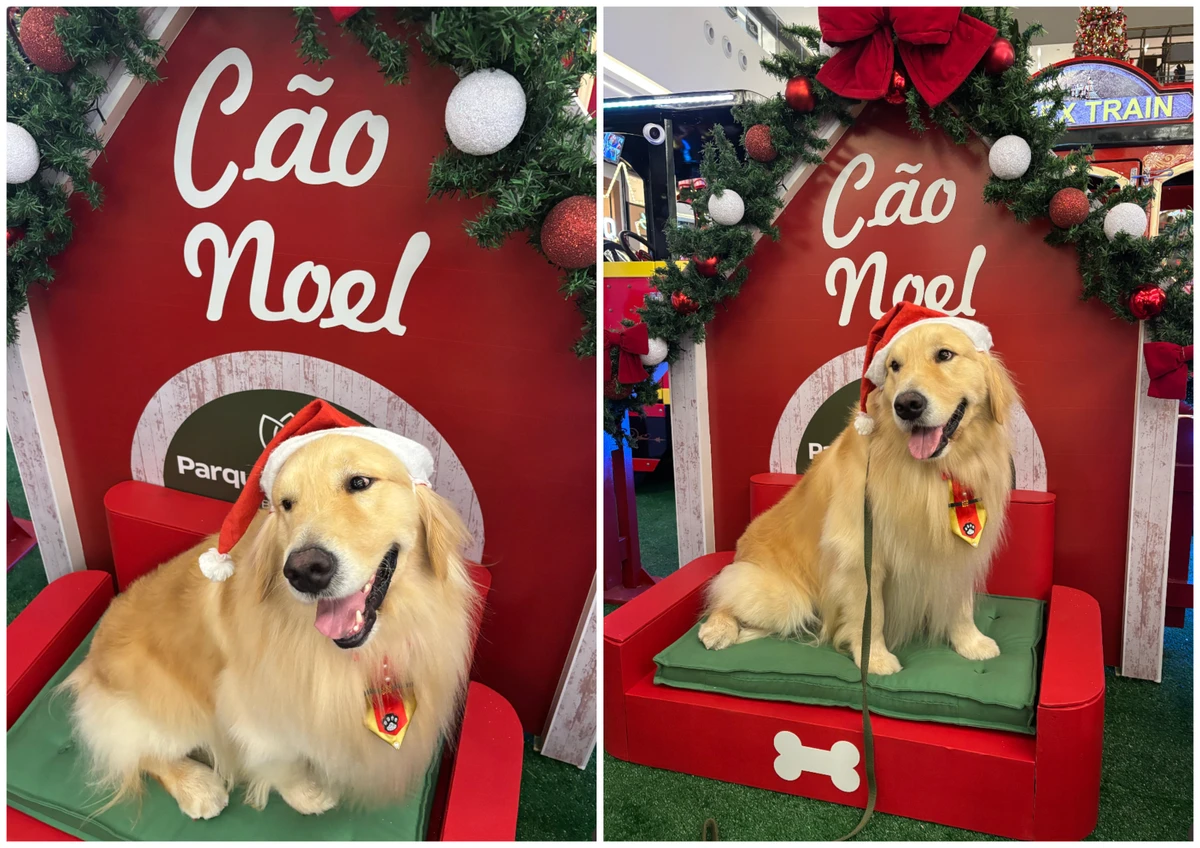 Hugo e Mike, dois cães terapeutas da raça golden retriever, são os “Cães Noel” do Parque Shopping da Bahia