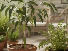 Imagem - Parece ficção, mas algumas plantas podem produzir ouro, e nós podemos cultivá-las em casa