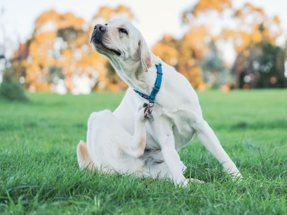 Imagem - 7 mitos sobre pulgas em animais de estimação 