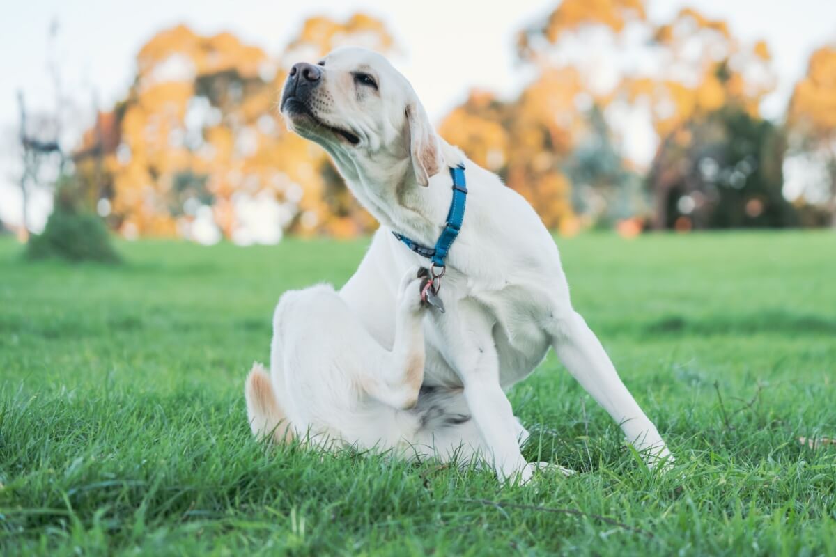 As pulgas são muito comuns em cães e gatos e podem, além do desconforto, transmitir doenças aos animais (Imagem: Wirestock Creators | Shutterstock)