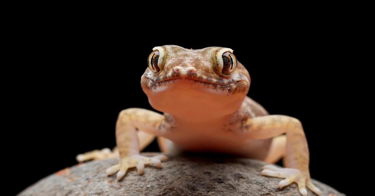 Imagem - Devo me preocupar? O que a presença de lagartixas em sua casa quer dizer, segundo especialistas