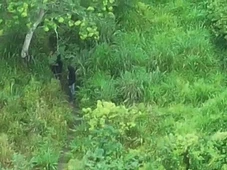 Imagem - Vídeo mostra traficantes do CV escondidos em mata durante operação no Recôncavo Baiano
