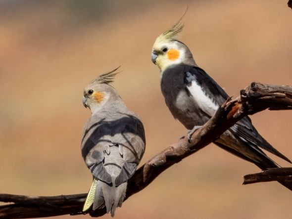 Imagem - 8 curiosidades interessantes sobre as calopsitas 