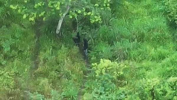 Bandidos se esconderam em mata  por Ascom-SSP