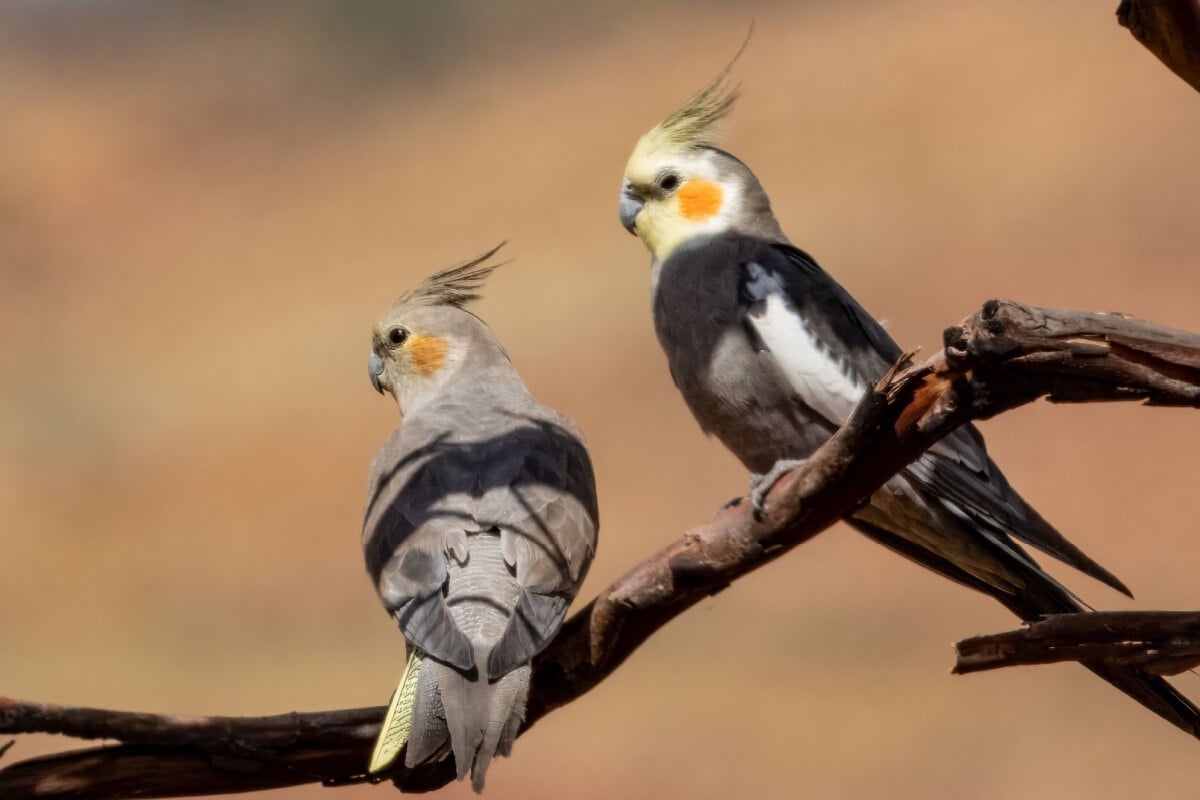 As calopsitas são aves nativas das regiões áridas e semiáridas da Austrália (Imagem: Imogen Warren | Shutterstock)
