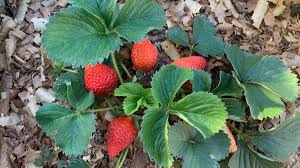 Morango por Reprodução