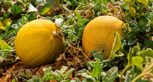 Melão por Reprodução