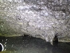 Imagem - Existe uma megacidade das aranhas debaixo dos nossos pés: cientistas descobrem a maior teia do mundo