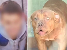 Imagem - Criança de 5 anos morre após ser atacada por pitbull