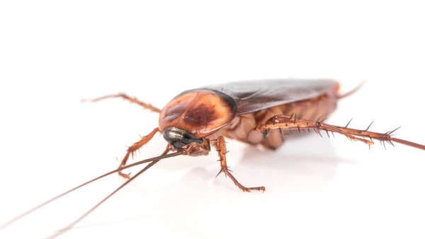 Biólogo analisa o mito da barata nuclear e explica por que 90% das espécies animais teriam mais chances de sobreviver a um cenário pós-apocalíptico