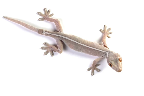 Lagartixa por Shuttertock