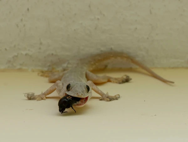 Lagartixa por Shuttertock