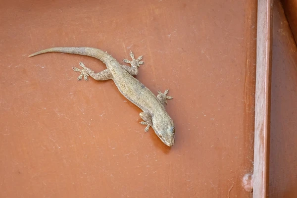 Lagartixa por Shuttertock