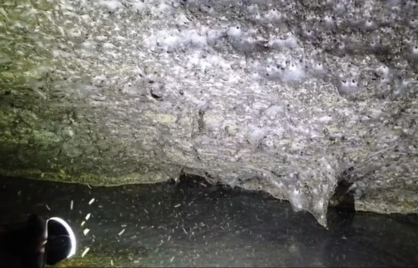 Mega teia de aranha na Grécia