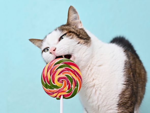 Imagem - Gato pode comer doce? Entenda os riscos do açúcar para o animal